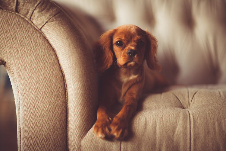Hund der in einer Wohnung auf der Couch liegt