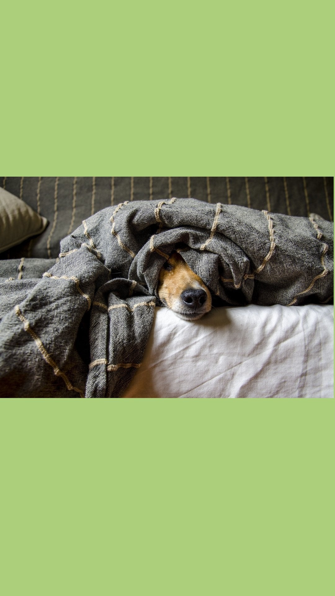 ein Hund unter einer trendigen Decke auf dem Bett, nur seine Schnauze schaut heraus.